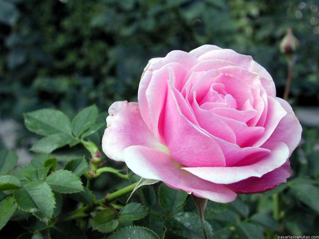 El hombre que cultiva rosas de todos los colores posibles